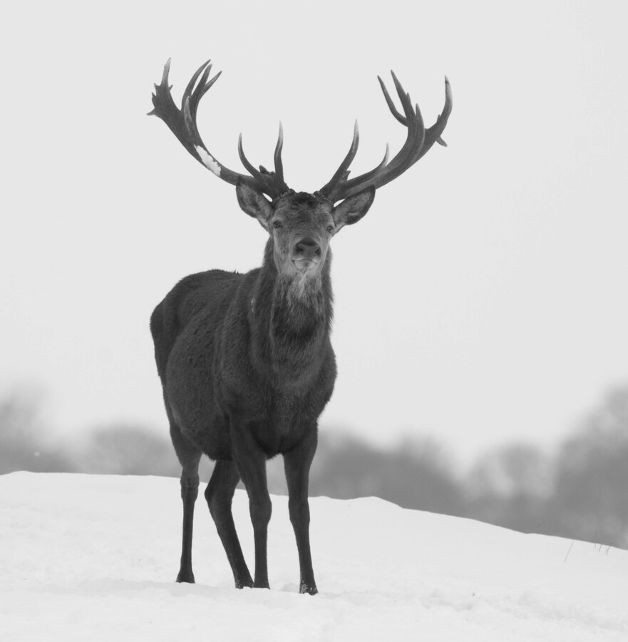 Red Stag in the Snow